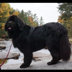 Meet your Posher, Dillon